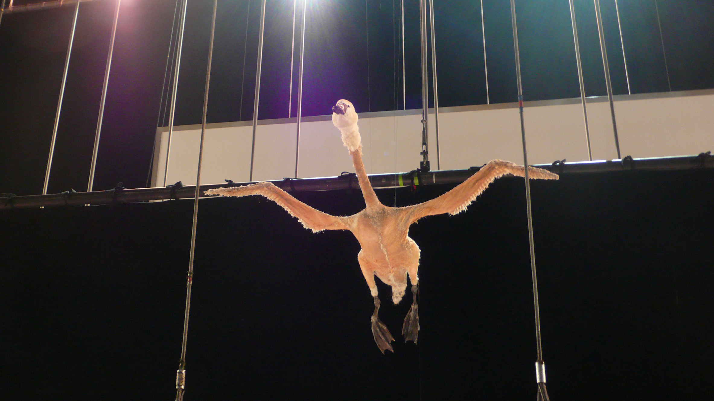 lohengrin backstage 17